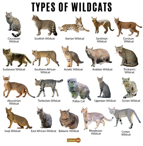 wild kitty cat|10 Types Of Wild Cats .